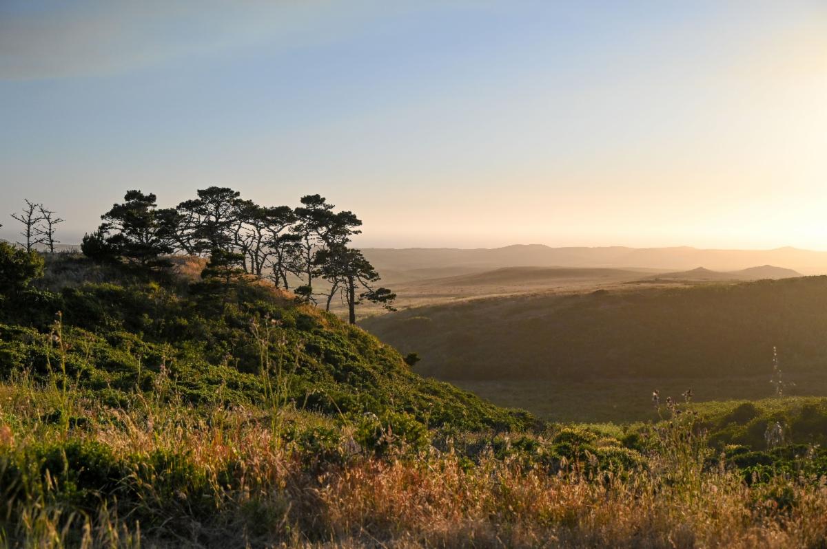 A grassy, hilly landscape; a few pines are atop one of the hills.