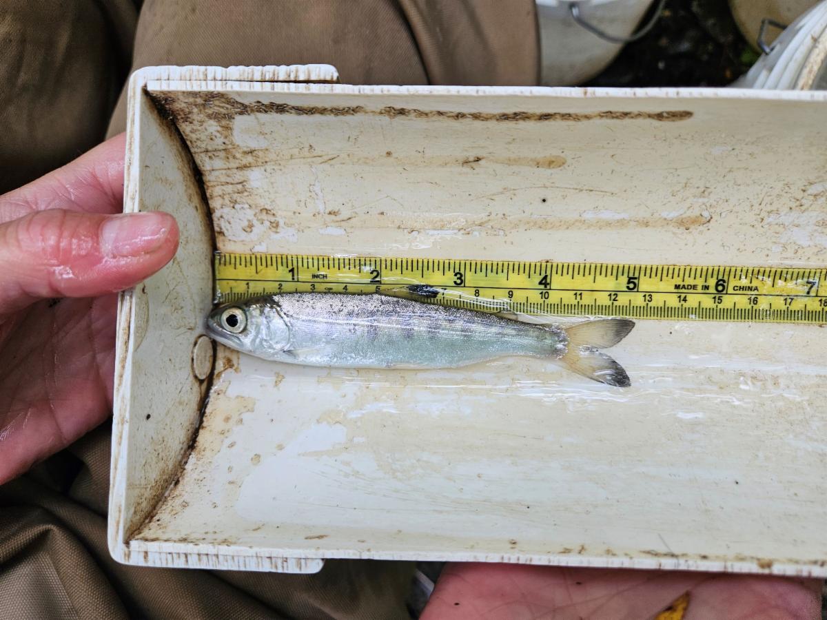 A silvery salmon is placed against a yellow ruler, showing that is measures about 5 inches. 