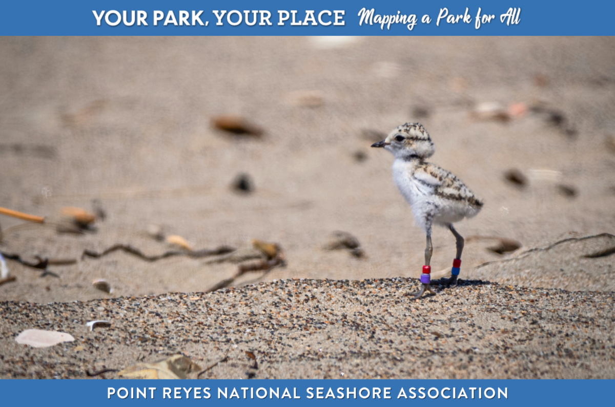 A small plover chick with colored bands on its legs standing on a sandy beach