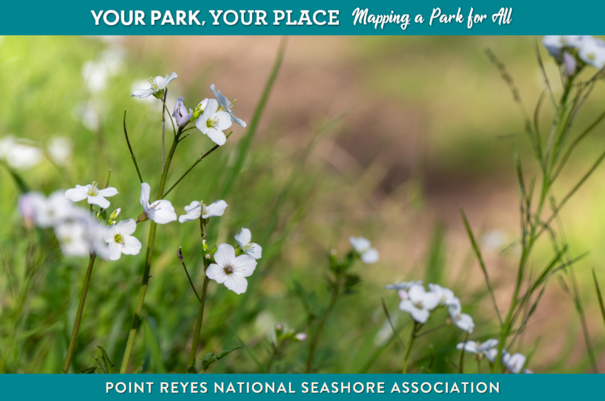 Small white flowers bloom in lush greenery lining a dirt trail. Text reads "Your Park, Your Place. Mapping a Park for All" and "Point Reyes National Seashore Association."