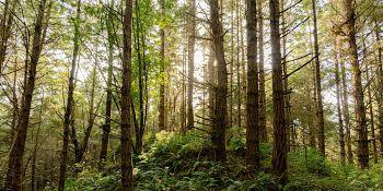 A forest of young trees with sun shining through the trunks and branches. Light green foliage filters the sunlight.