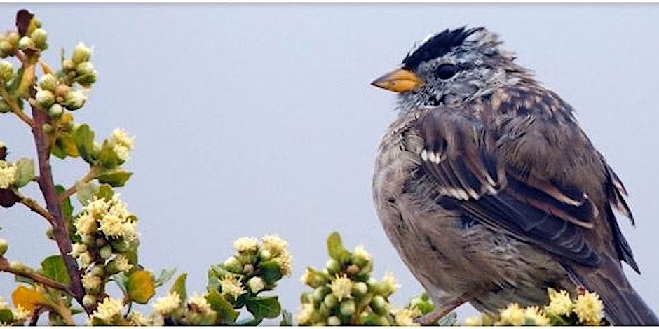 A round, fluffy grey bird sitting on a branch with a grey-blue sky in the background.