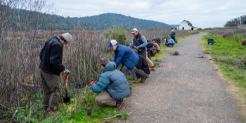 A group of people kneeling at the side of a gravel path, pulling weeds.