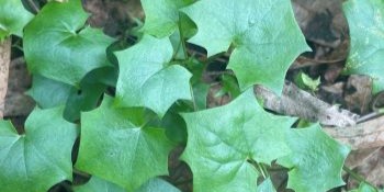 Spiky green ivy leaves