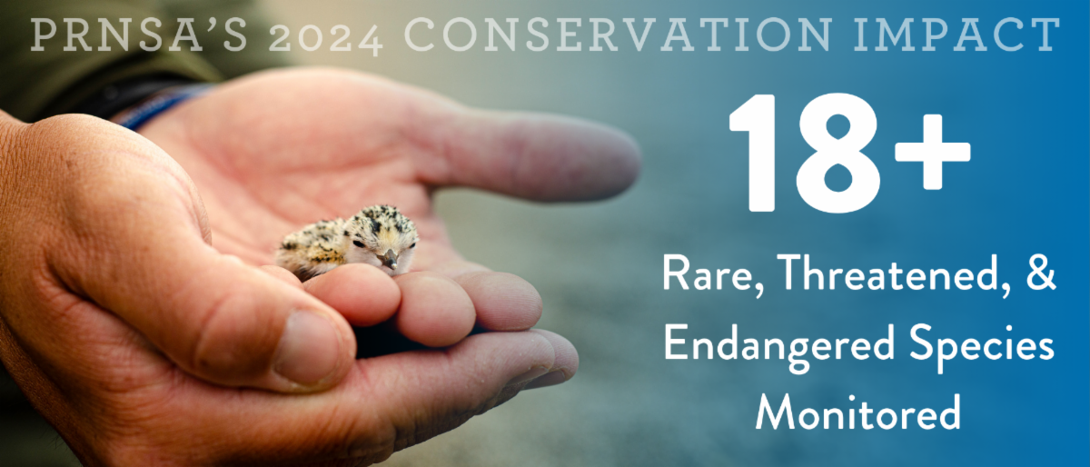 A graphic featuring an image of hands holding a small, delicate chick. The text reads: "PRNSA's 2024 Conservation Impact: 18+ Rate, Threatened, & Endangered Species Monitored."
