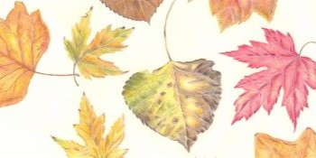 A collection of drawings of colorful fall leaves