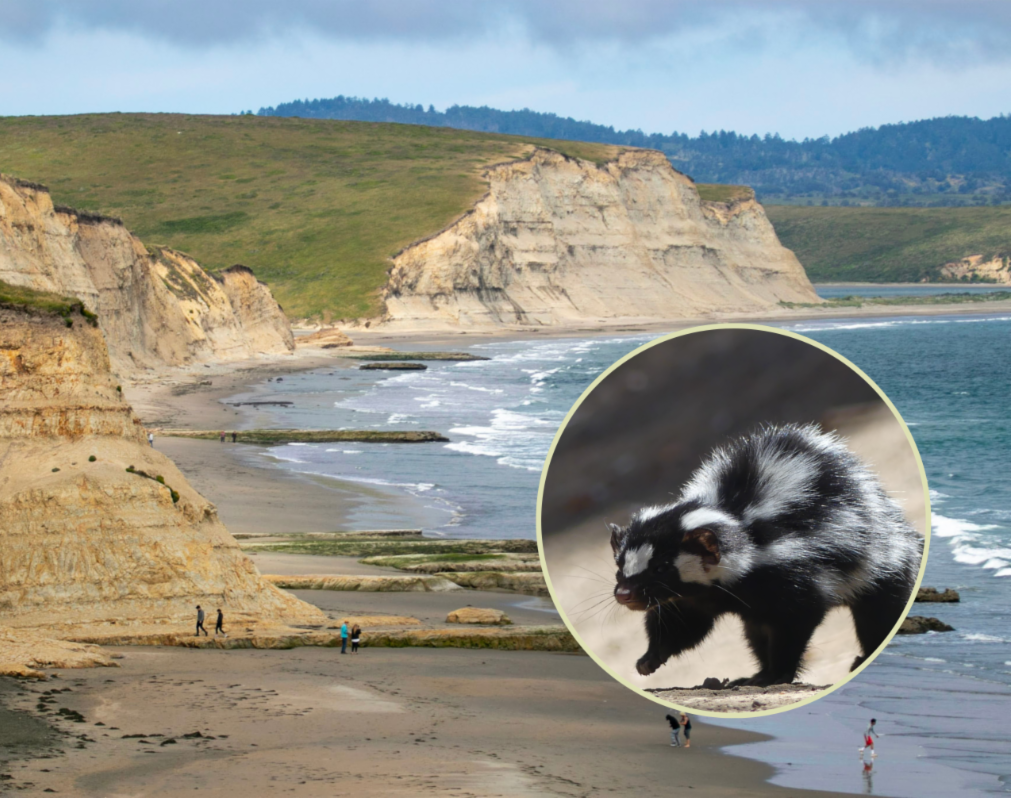 A view of a rugged coastline with sandy beach, dramatic cliffs, and waves. An inset photo of a black and white skunk is in the bottom right corner.