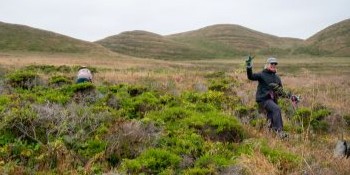 Someone in black warm weather clothes stands in a sea of greenery and holds up a pulled weed