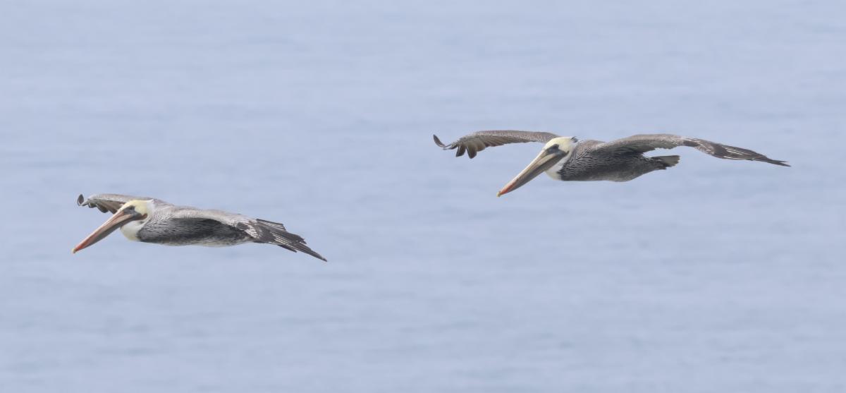 Two grey and white pelicans flying over the ocean