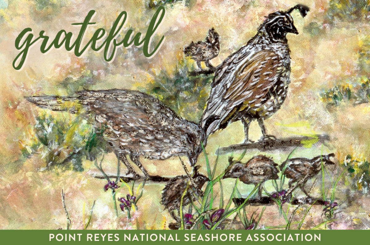 A painting of a family of quail with plants and a tan background. Text reads grateful