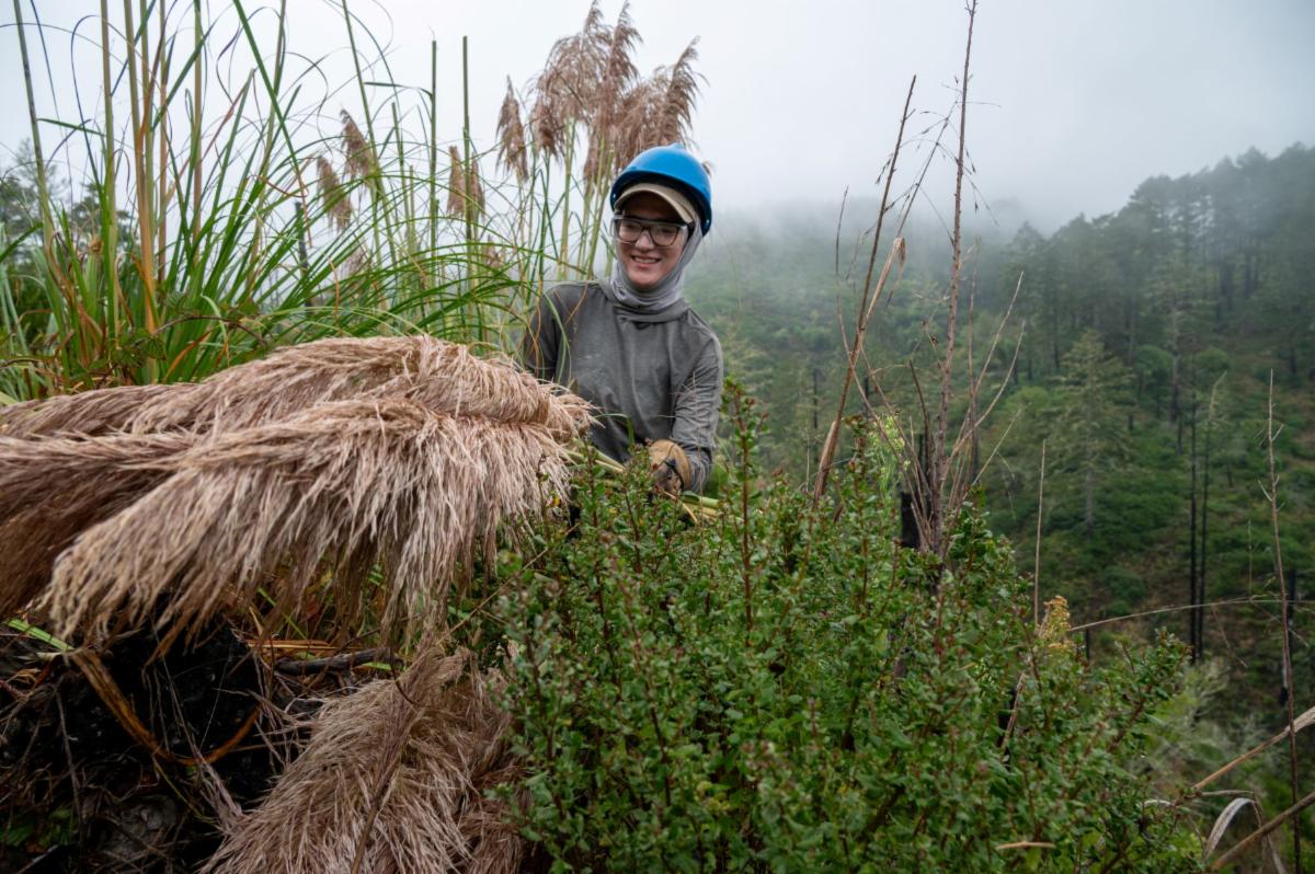 Miriam standing in a thicket of tall plants on a foggy day wearing a helmet and holding pulled jubata grass