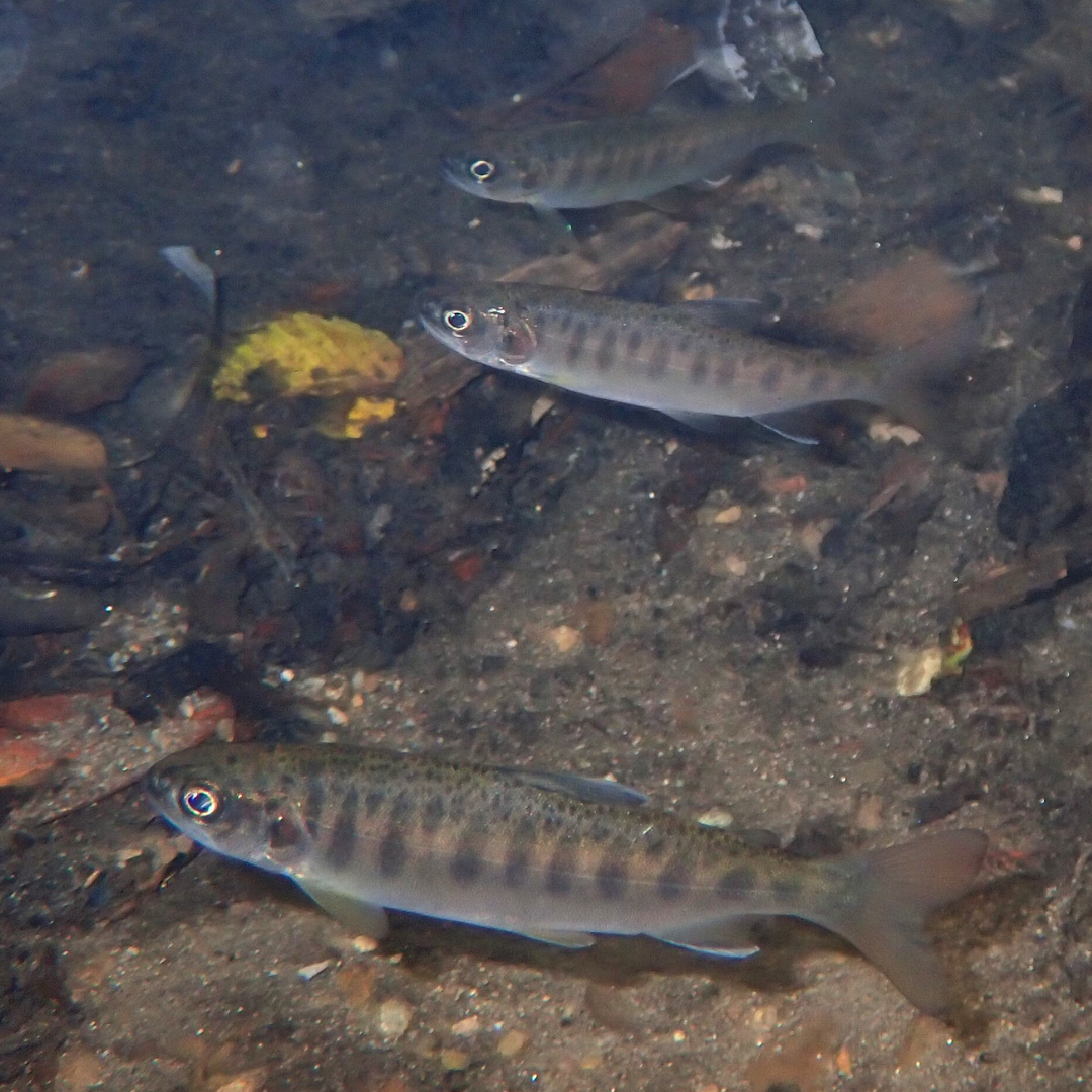Three young coho salmon swim in a creek.