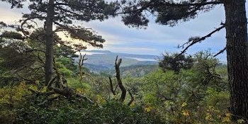 A view of rugged wilderness with trees and plants framing a vista