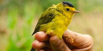 A hand holding a yellow bird