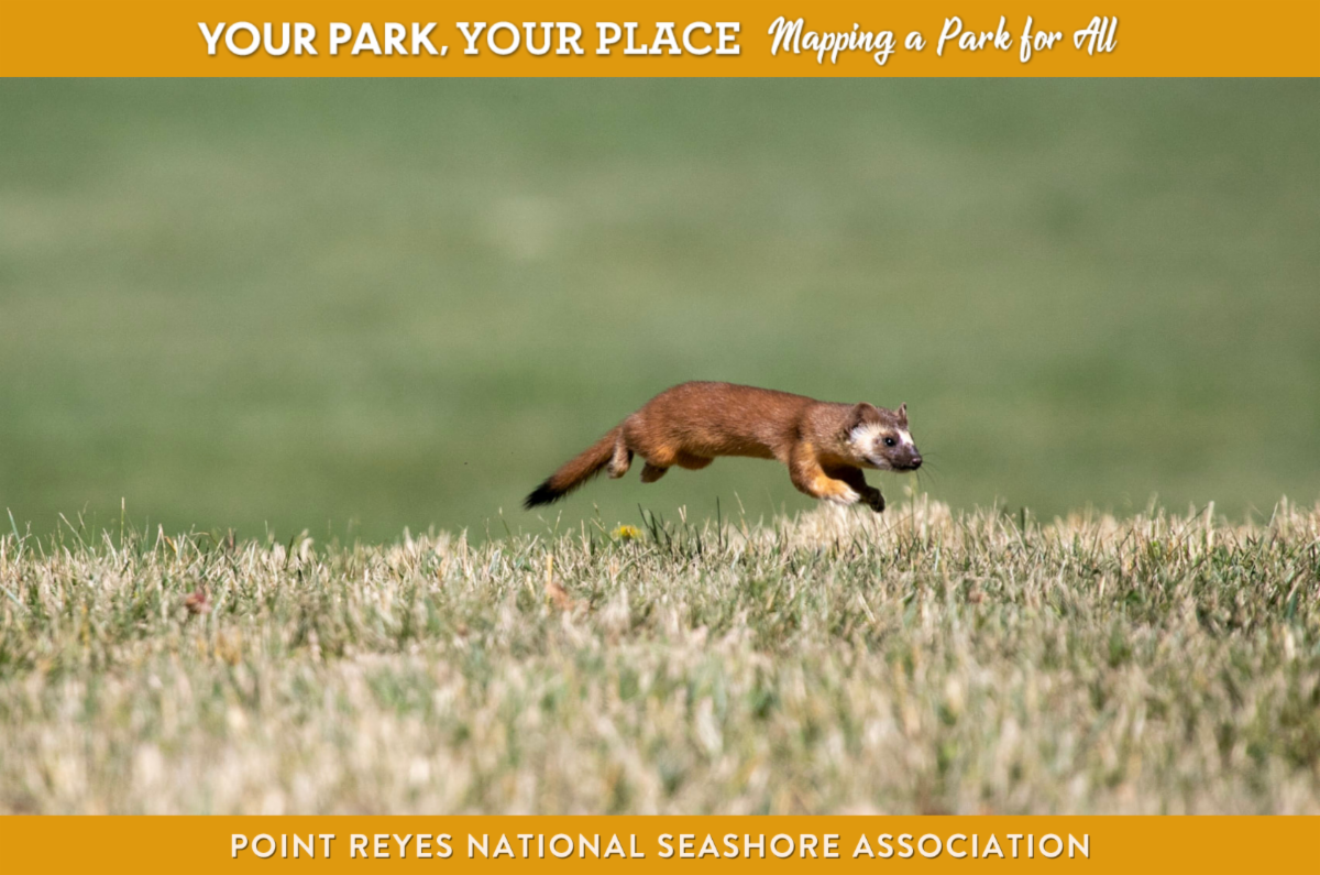 A brown white and red weasel with a long tail jumping over grass