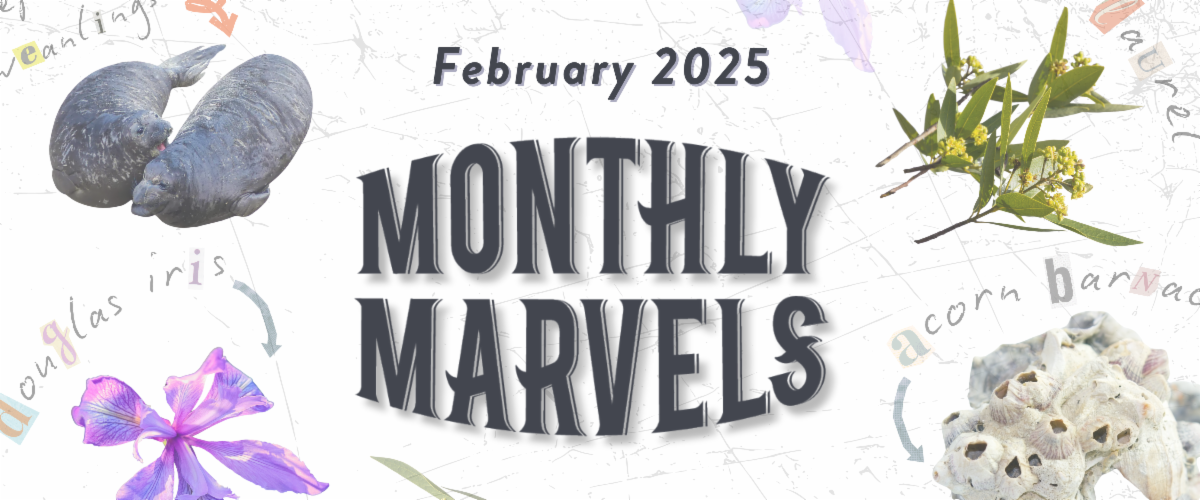 A collage on a white background with large "Monthly Marvels" text in the middle, surrounded by images of elephant seal weanlings, a bright purple Douglas iris, a cluster of white barnacles, and yellow flower blooms with green leaves.
