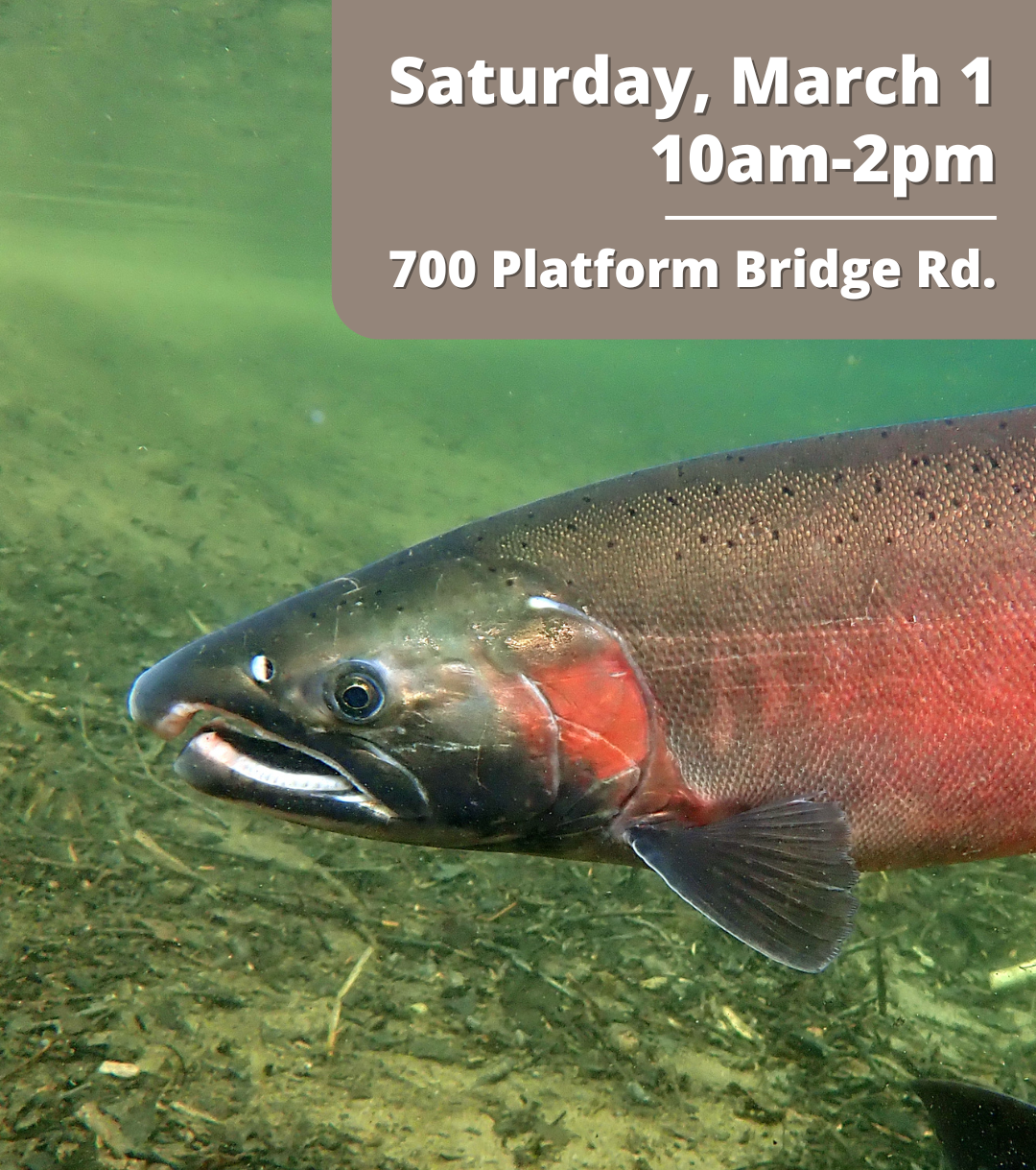 The head and partial body of a pink and green/grey salmon swimming in green water. Text reads "Saturday, March 1 10am-2pm 700 Platform Bridge Rd."