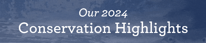 A blue-tinted GIF of many small fish swimming. Text over the GIF reads "Our 2024 Conservation Highlights."