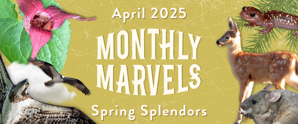 A collage on a yellow background with a baby deer, woodrat, wild ginger leaf and flower, and flying ospreys surrounding text reading "April 2025 Monthly Marvels Spring Splendors"