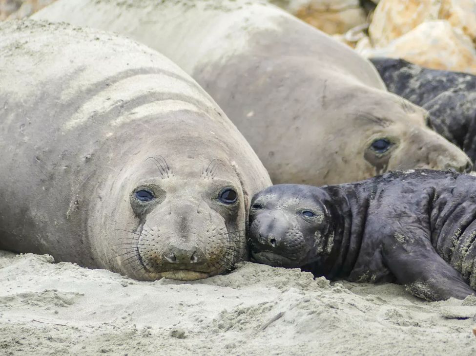 An elephant seal cow and pup lying on a sandy beach, with other elephant seals visible in the background. The cow is light grey and looking at the camera, the pup is dark grey with its eyes almost closed. Their faces are touching.