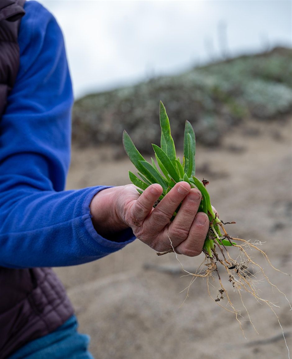 A hand holding pulled ice plant with the beach in the background