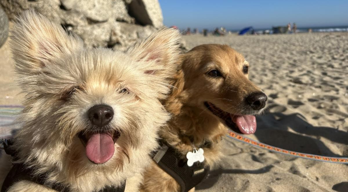 Dogs at the beach