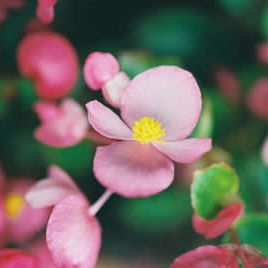 tiny-pink-flowers.jpg