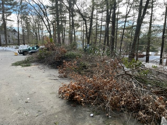 Piles of cut brush at Pine Island Park 