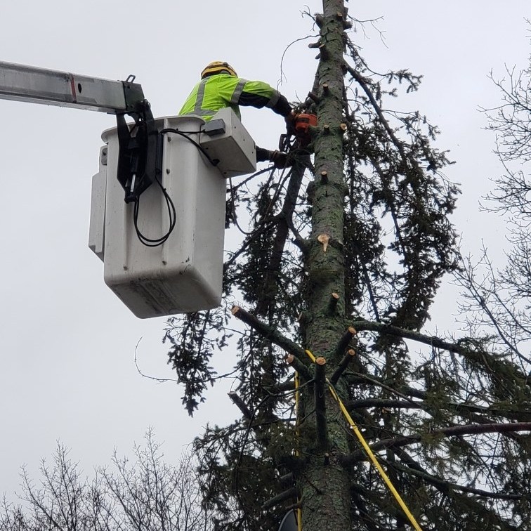 Employee in bucket truck cutting tree limbs 