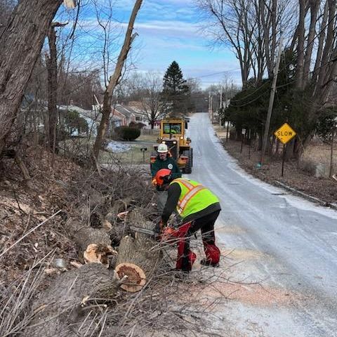 Employee cutting tree on the side of the road 