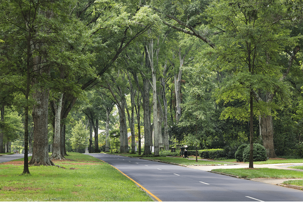 SWCD helping City of Charlotte achieve tree canopy mission