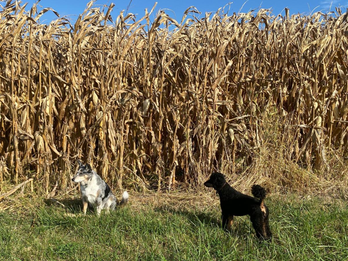 dog and corn