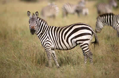 young-zebra.jpg