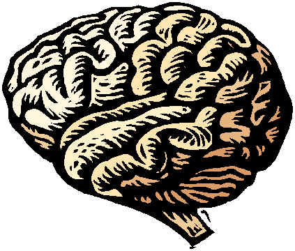 Brain