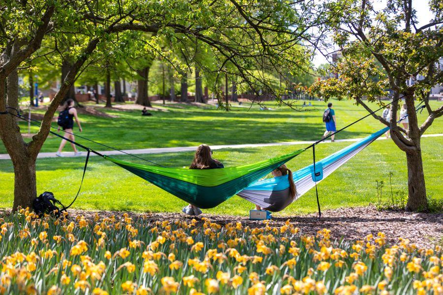 Two students relax in hammocks strung between trees on a sunny university campus lawn. One hammock is bright green and teal, while the other is light blue and grey. In the foreground, a vibrant bed of yellow daffodils is in full bloom. In the background, a paved campus pathway cuts across the expansive green grass, with a few other students walking or sitting under the shade of mature trees on a bright spring day. Photo by University of Maryland