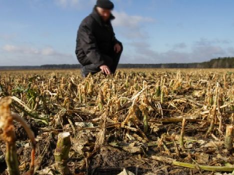 A close-up view of a harvested, dry agricultural field with crop stubble, with a blurry background showing a farmer in a black jacket and cap crouching down to inspect the soil under a partly cloudy sky.