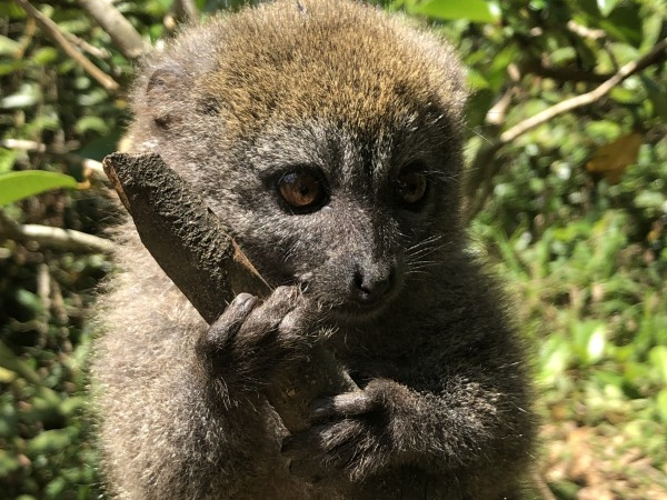 A close-up, medium shot of a small, fuzzy brown, bamboo lemur with large, copper-colored eyes. The lemur is clinging to a thick, textured tree branch with its dark, five-fingered hands, looking slightly to the right with a curious expression. The background is a soft-focus lush green foliage dappled with sunlight.