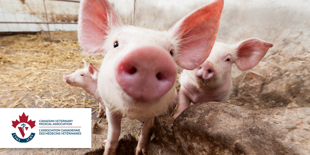 Online from 339: CVMA's Animal Health Week Social Media Campaign is Now ...