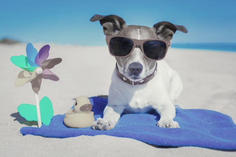 dog_at_beach.jpg