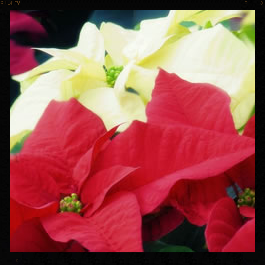 poinsettias.jpg