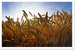 wheatb.jpg