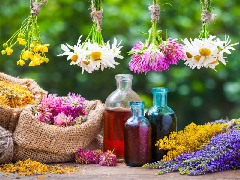 Healing herbs bunches bottle of oil or tincture hessian bags with dried marigold and clover. Herbal medicine.