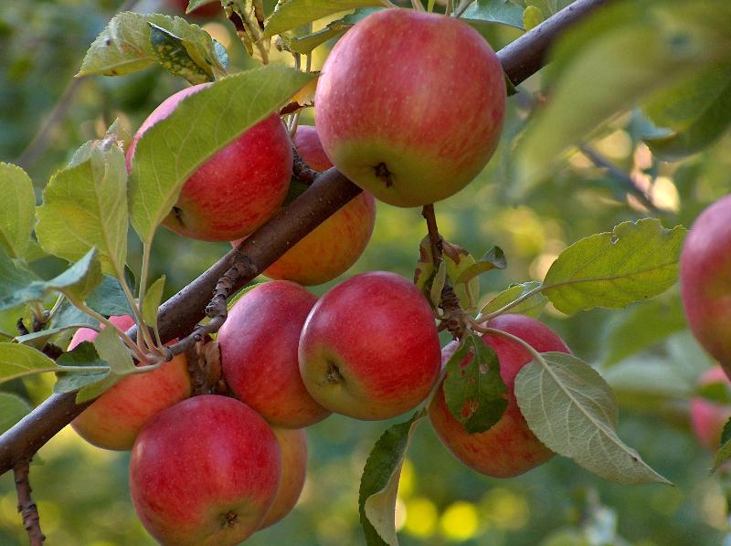 apple tree