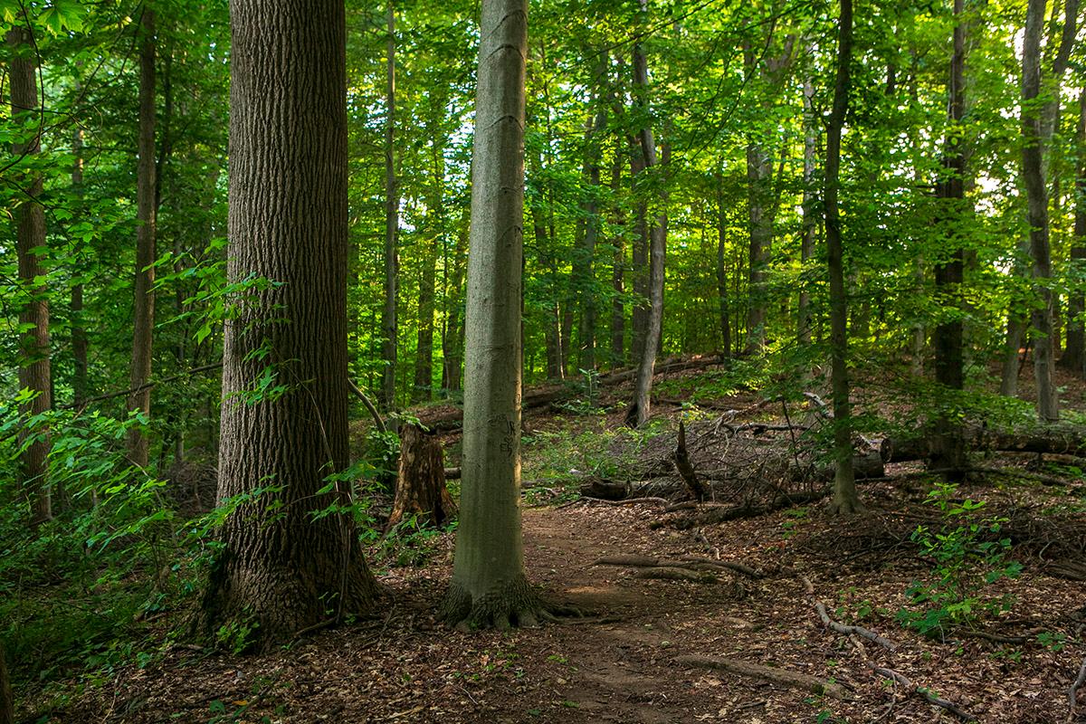Drew forest