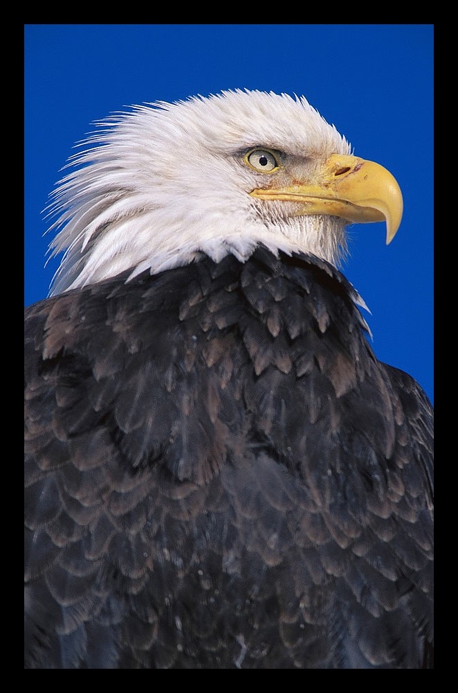 eagle.jpg