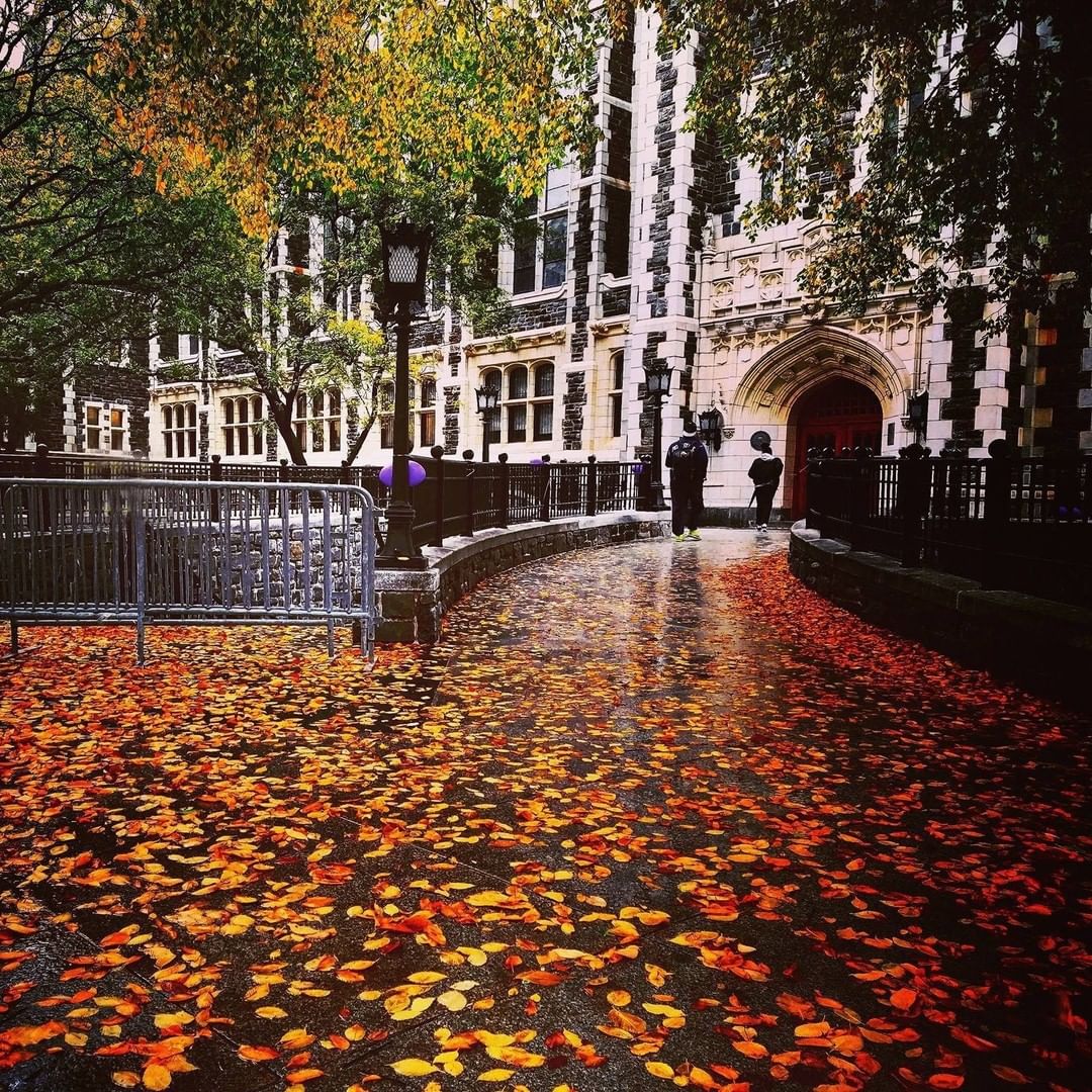 Leaves on the Ground
