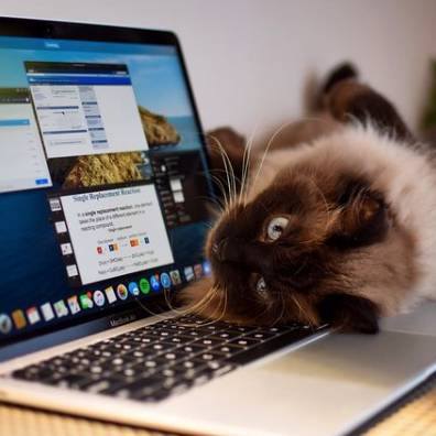 a cat on a laptop