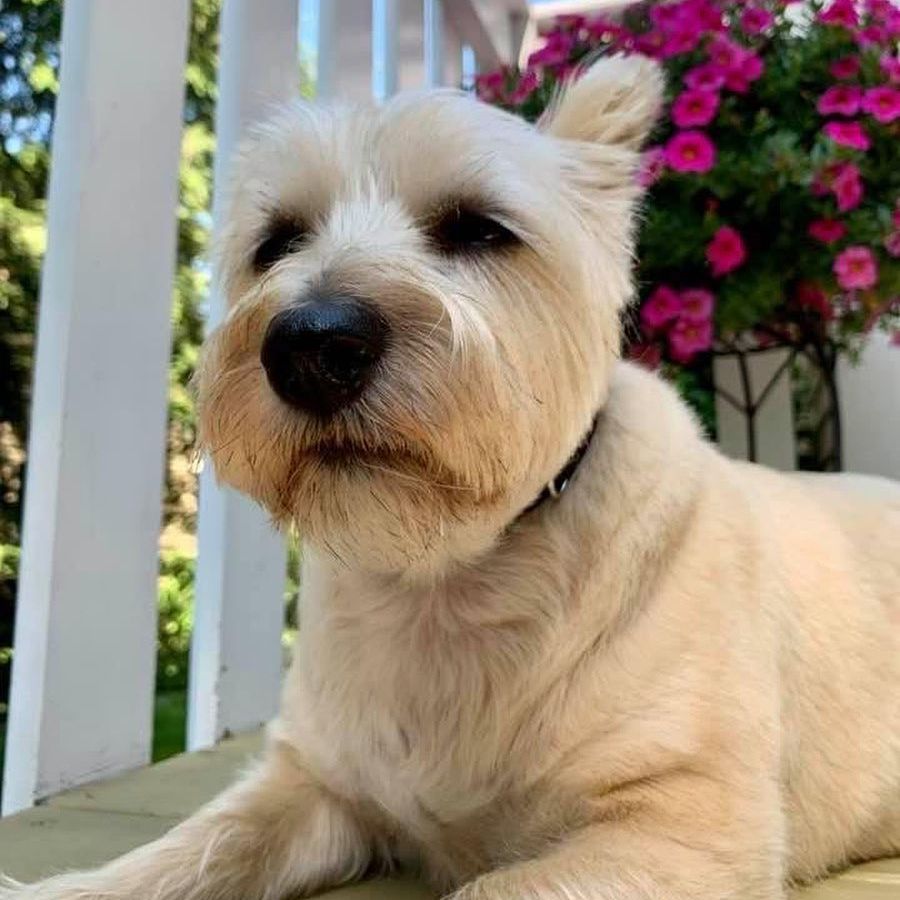 Small White Dog