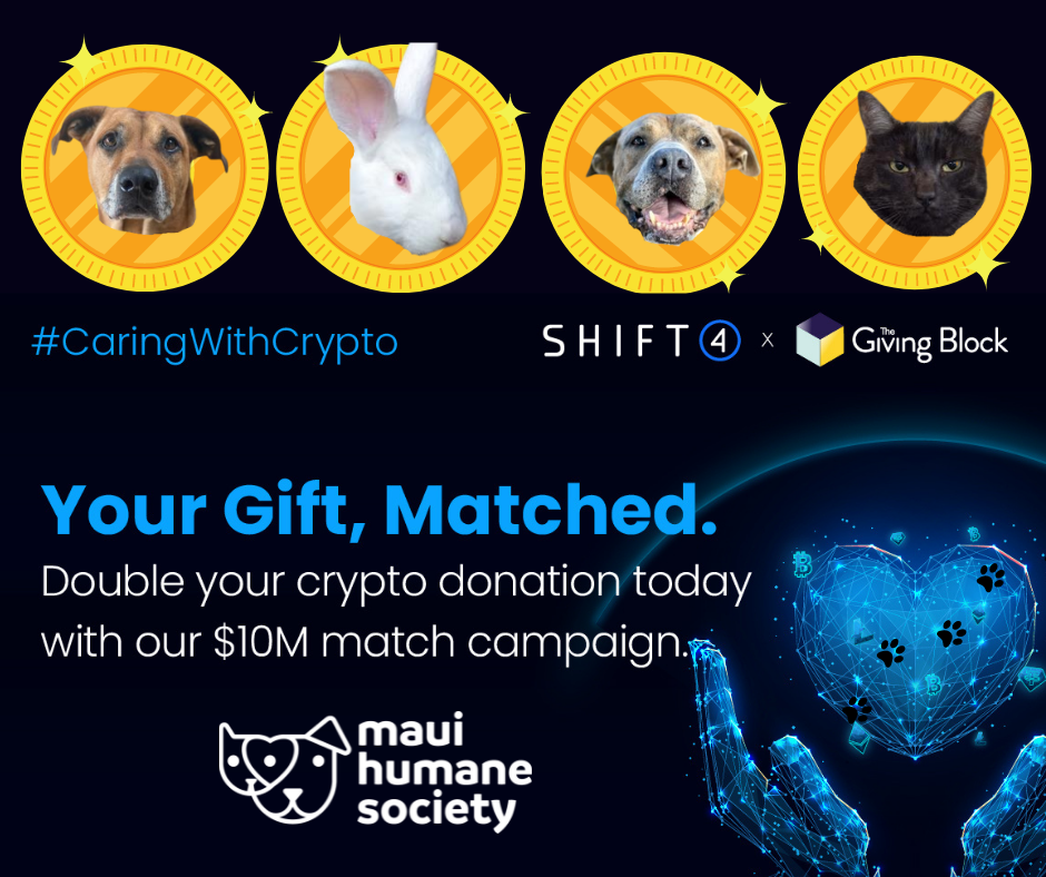 Donate Crypto & Towels and Save Lives 😺 Could Handsome be a supermodel? 🐶