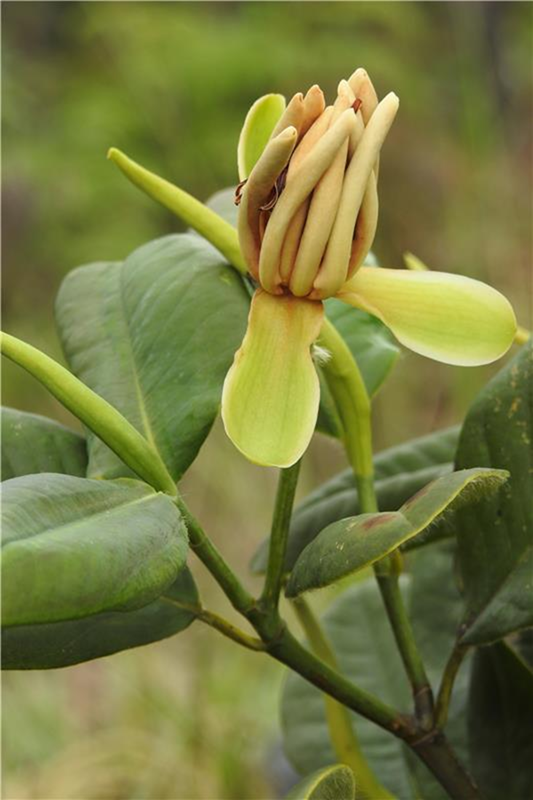 The newly discovered Magnolia species.